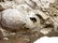 Calcareous with fossil imprints. Cm 88x26 - 5