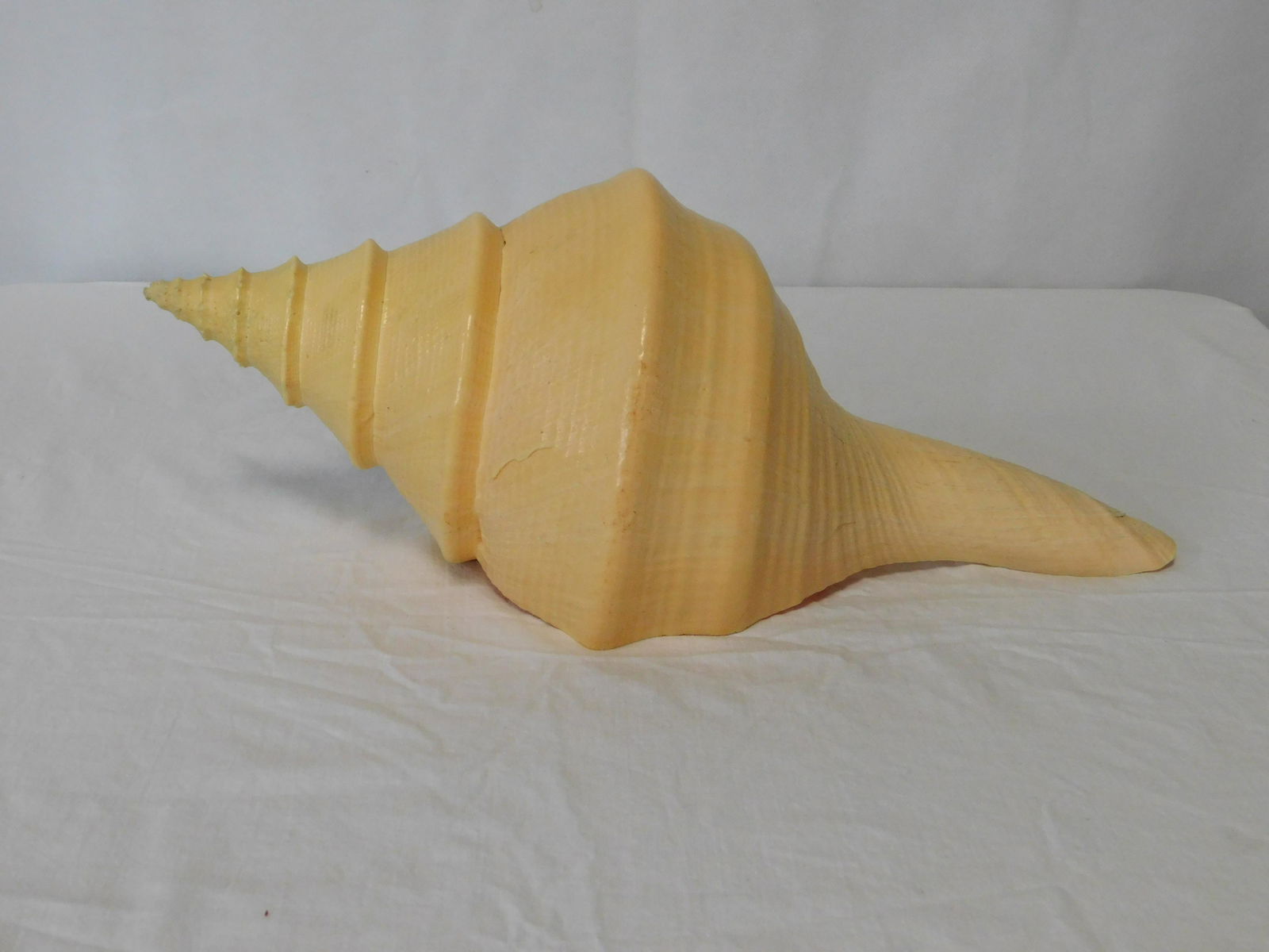 Giant 19" Conch Seashell (1 of 6)