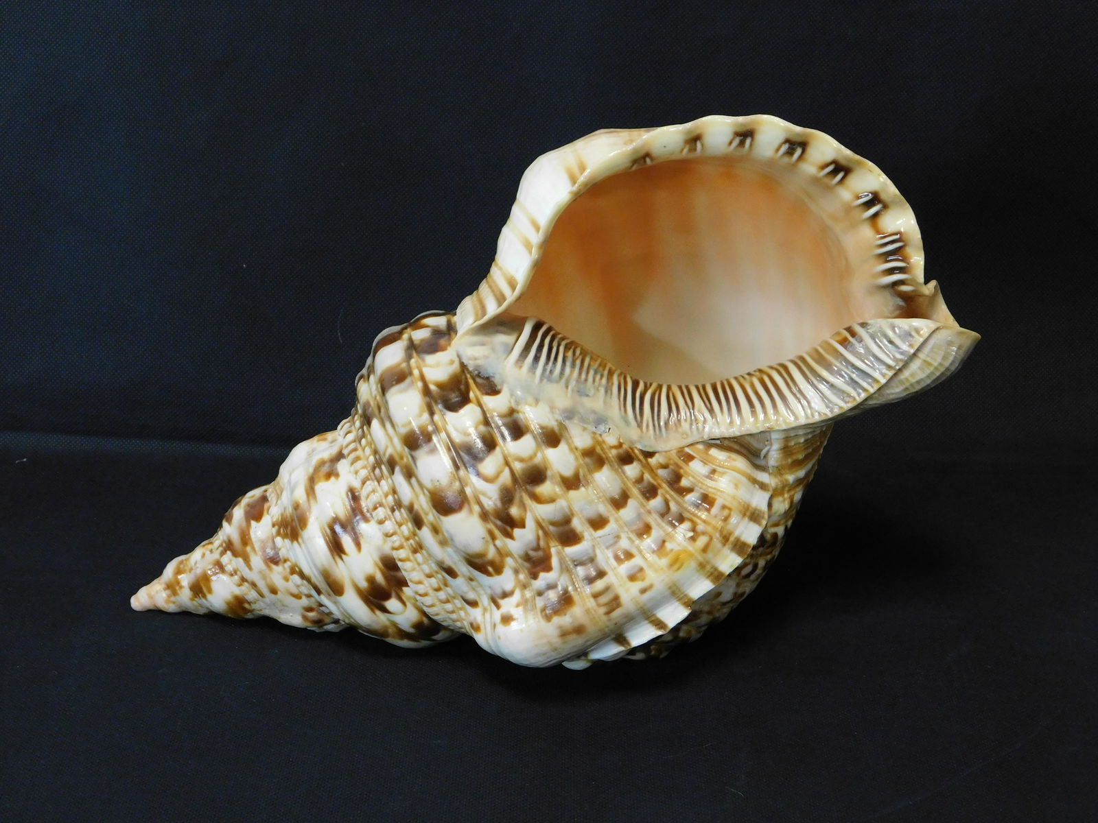 Giant 13" Triton Seashell (1 of 7)