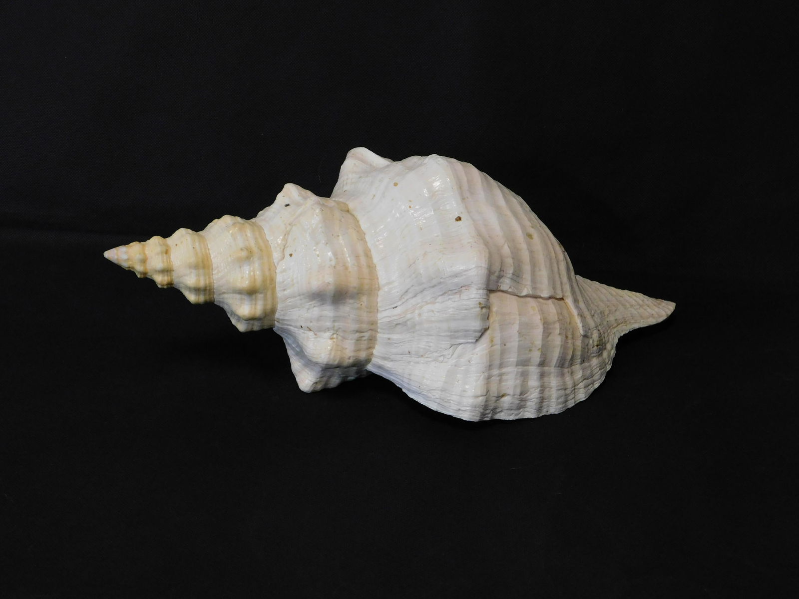 Giant 15" Horse Conch Seashell (1 of 6)