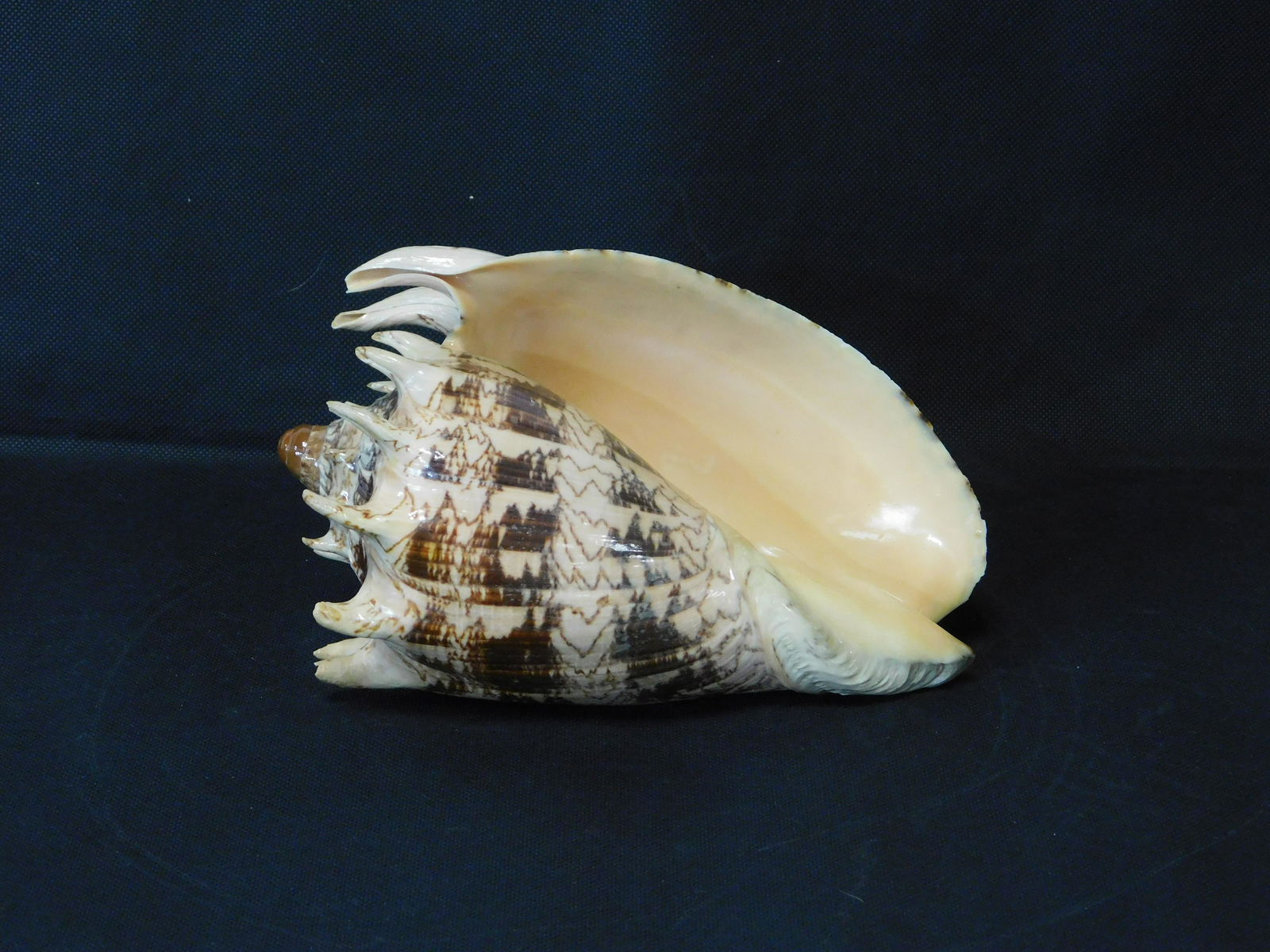 Large 8" Voluta Imperialis Seashell (1 of 6)