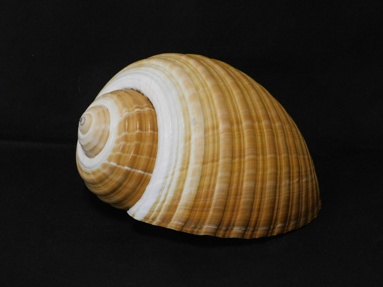 Giant Tun Seashell (1 of 7)