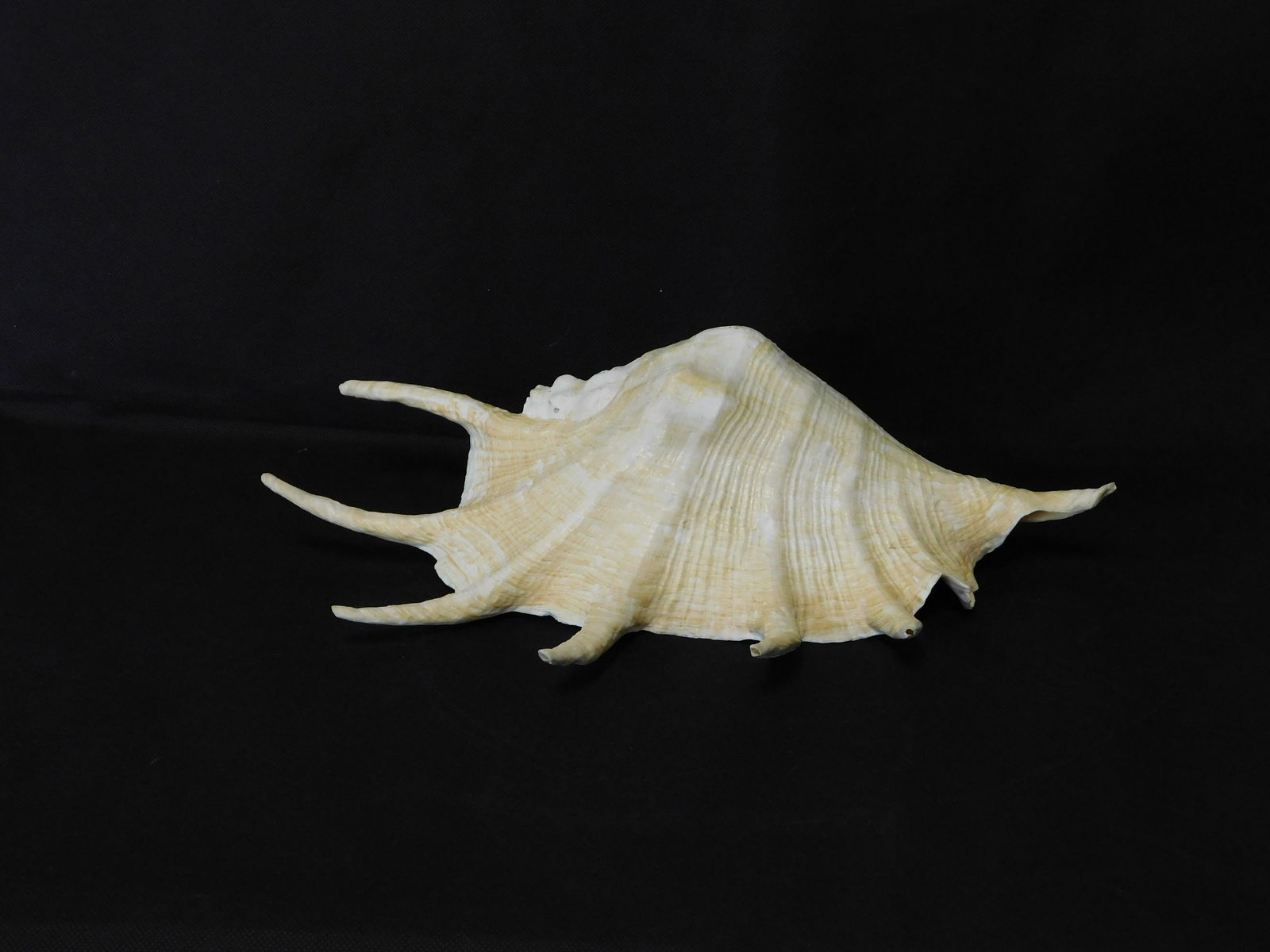 Giant 14.5" Spider Conch Seashell (1 of 6)