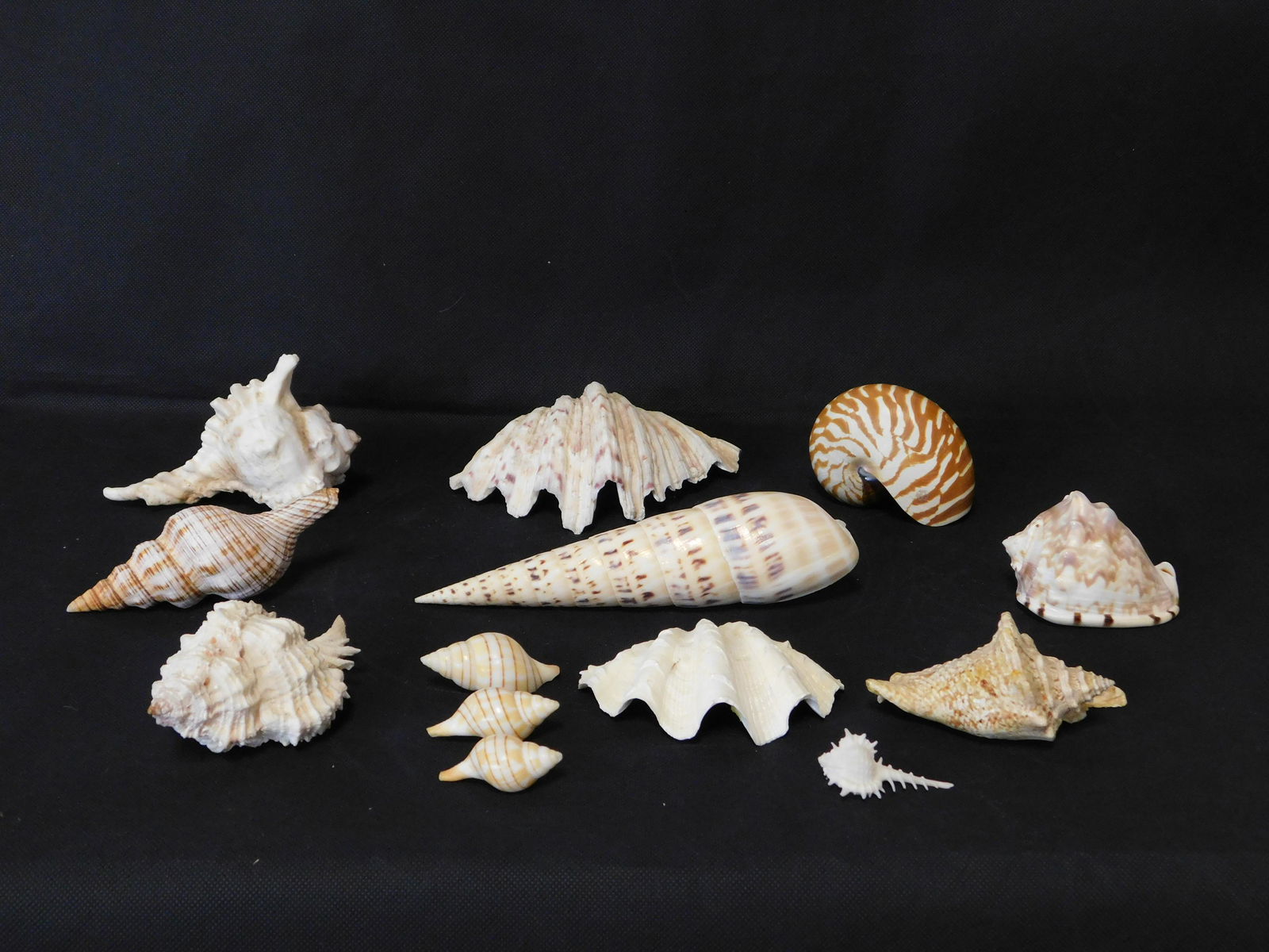 13 pc. Seashell Collection (1 of 2)