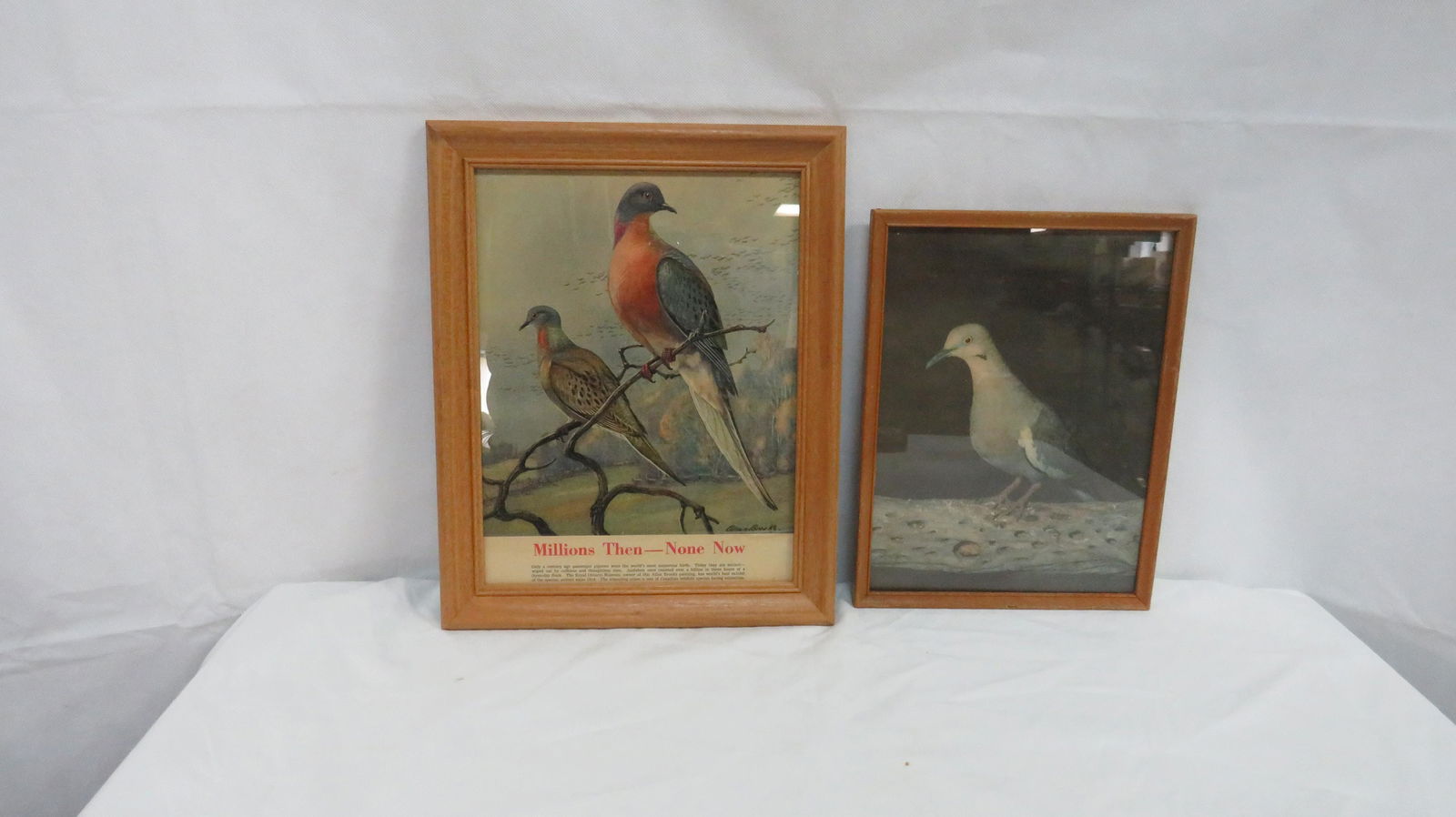 Pair of Vintage Pigeon Prints (1 of 4)
