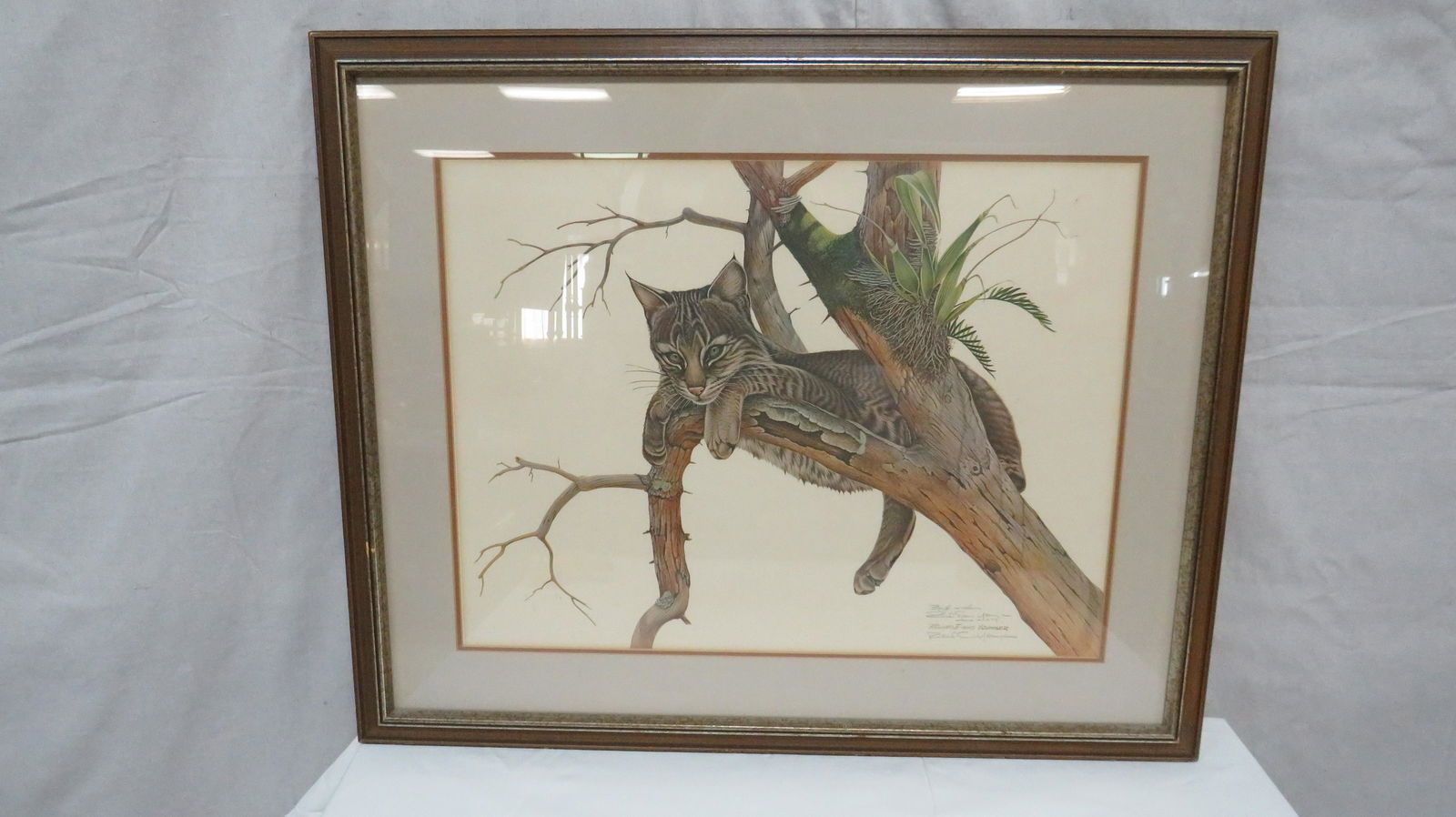 Richard Evans Younger Print Yearling Bobcat (1 of 3)