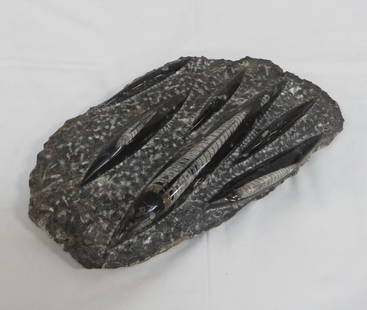 Large Polished Orthoceras Fossil Plate: Large Polished Orthoceras Fossil Plate in good condition. 12" x 7.25"