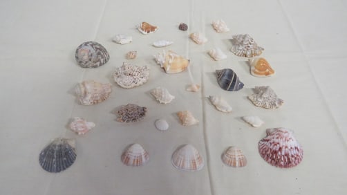 Collection of Sea Shells