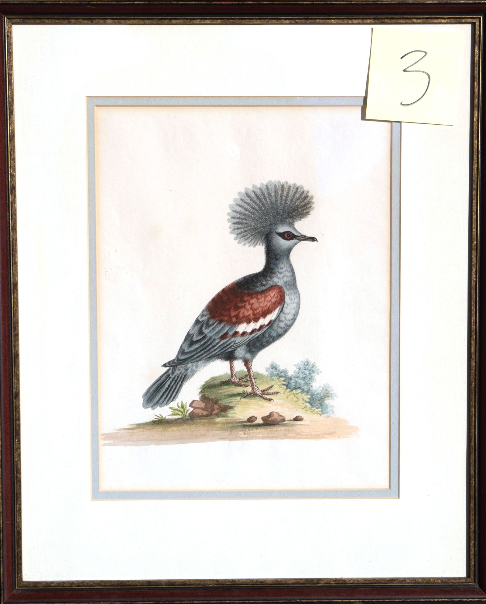 George Edwards - Crested Bird – East Indies: Color Engraving