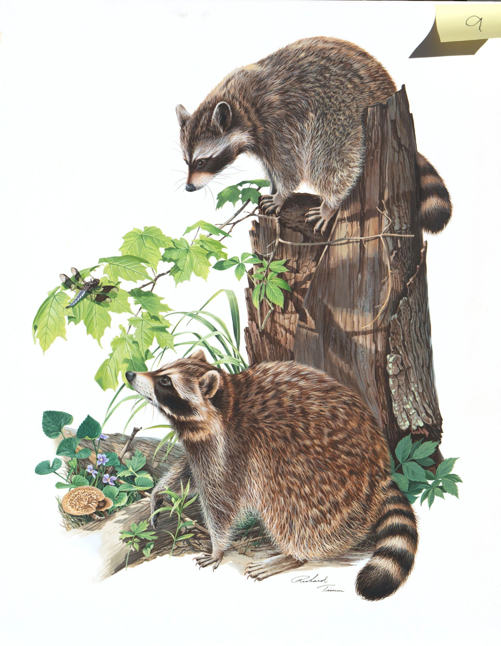 Richard Timm - Raccoons: original acrylic painting