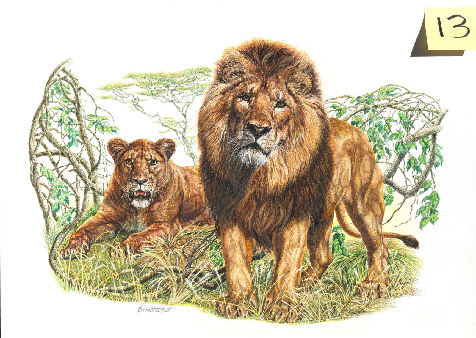 Ernest Hart - Lions: Watercolor