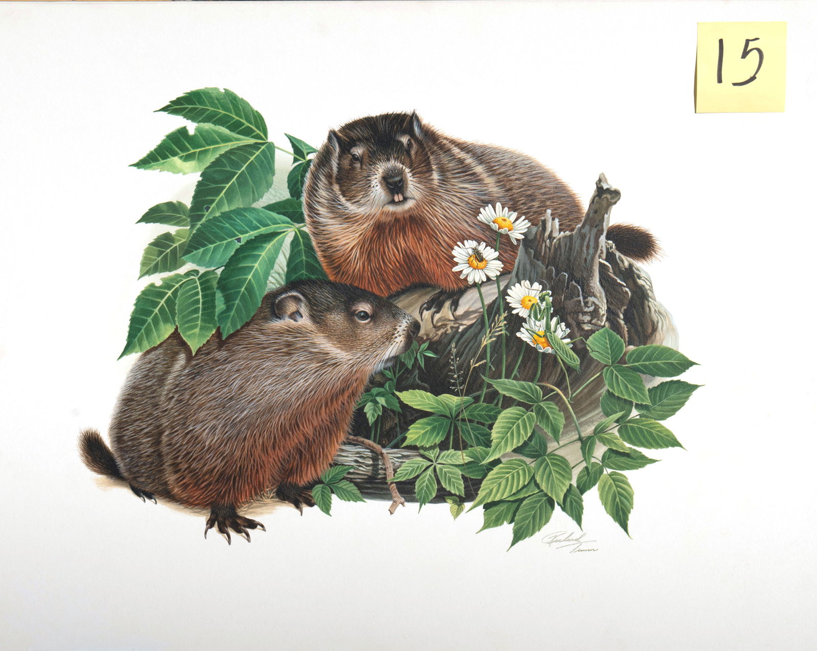 Richard Timm - Woodchucks: Original acrylic painting