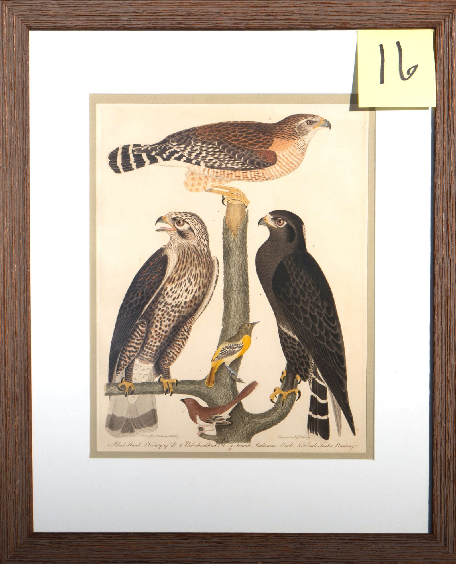 Alexander Wilson - Black hawk and Bunting: hand colored etching