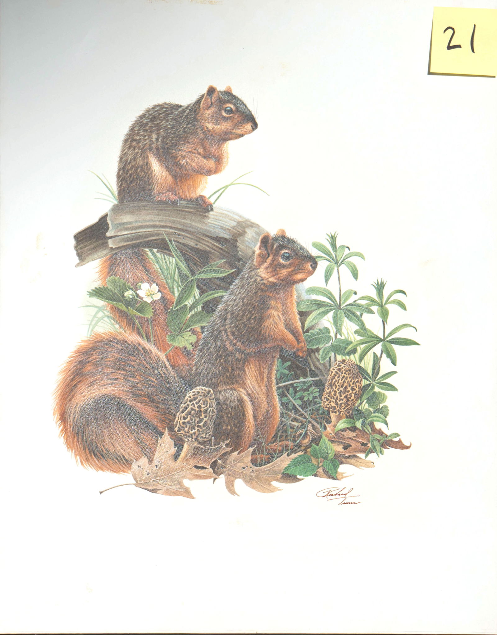 Richard Timm - Fox Squirrels: original acrylic painting