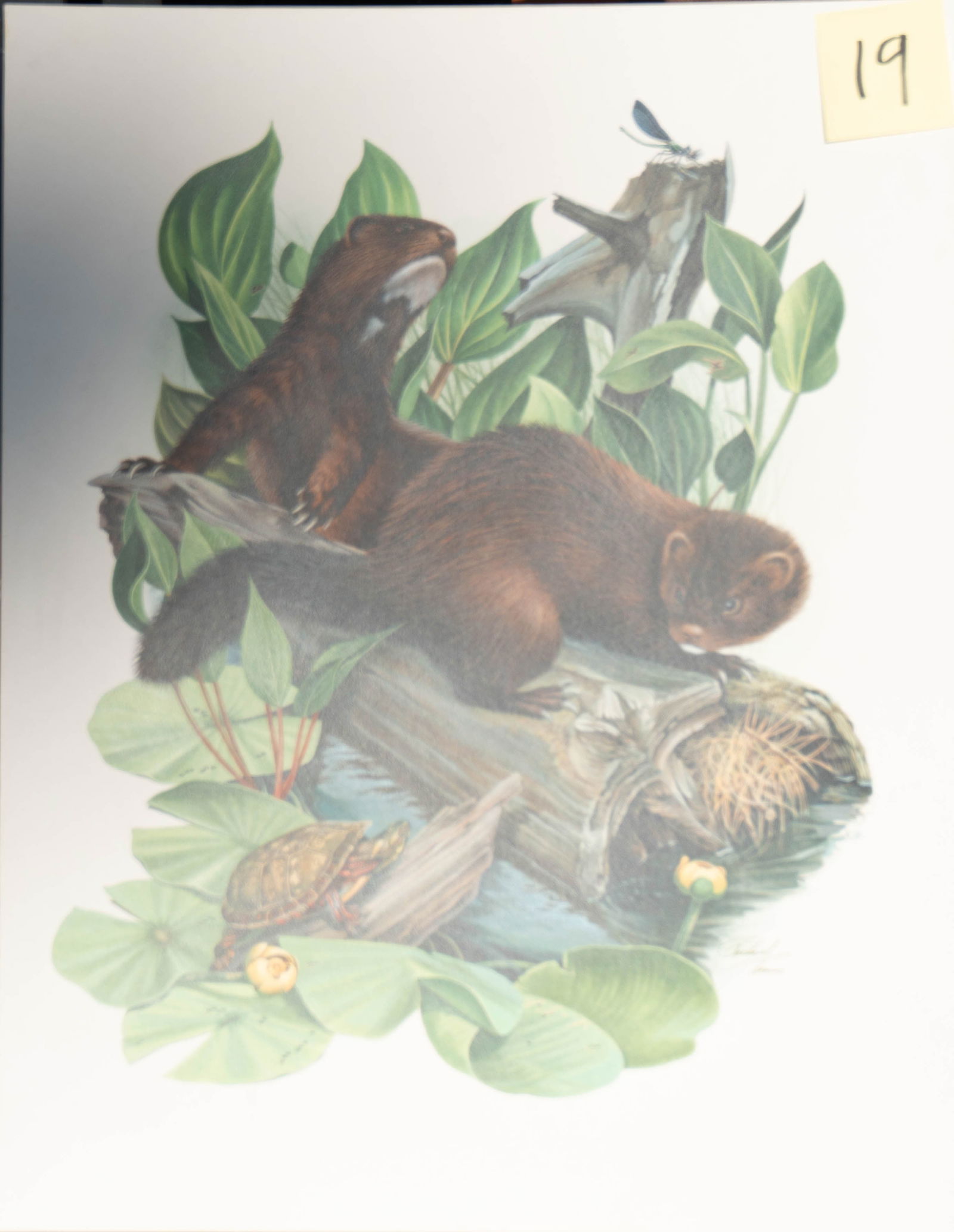 Richard Timm - Mink: original acrylic painting