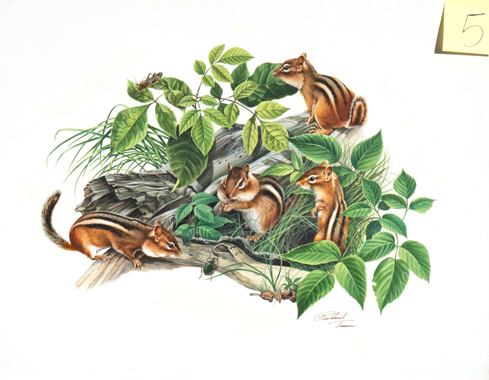 Richard Timm - Eastern Chipmunks: original acrylic painting