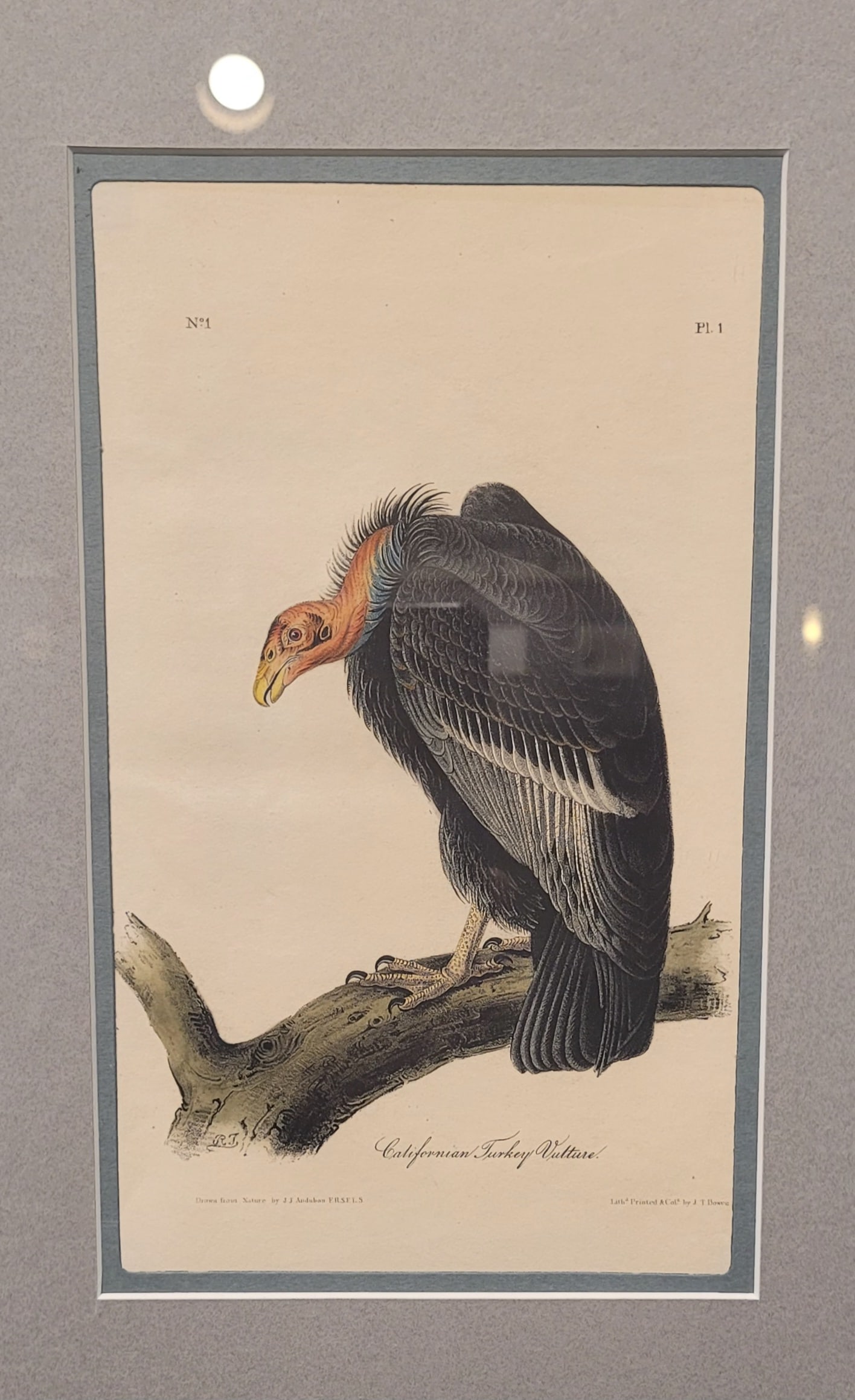 John James Audubon - California Turkey Vulture: John James Audubon, octavoCalifornia Turkey Vulture Hand Colored Lithograph