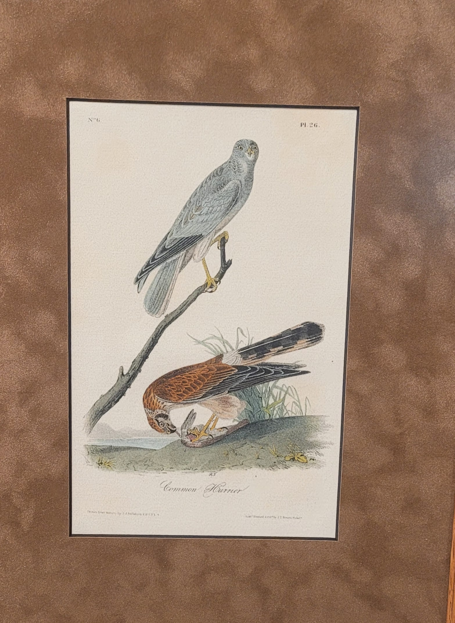 John James Audubon - Common Harrier: John James Audubon, octavoCommon Harrier, Hand-colored lithograph
