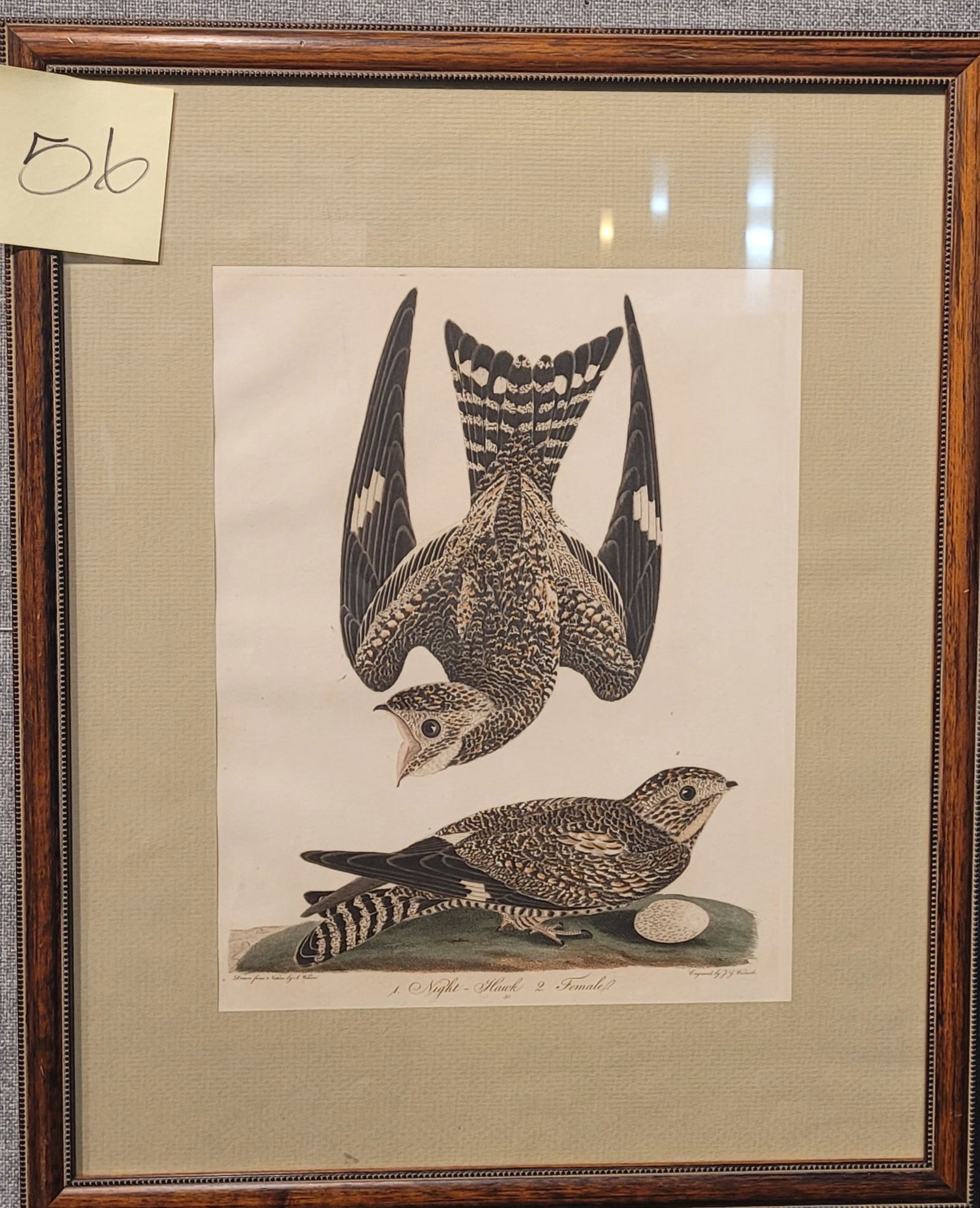 Alexander Wilson - Night Hawk: Alexander Wilson - Night Hawk, hand-colored engraving