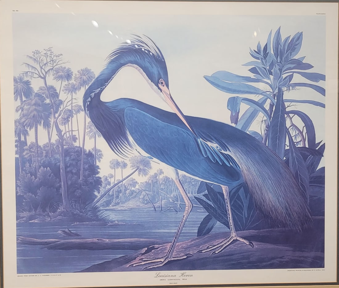 John James Audubon – Reprint Louisiana Heron: John James Audubon – ReprintLouisiana Heron, Offset Lithograph print