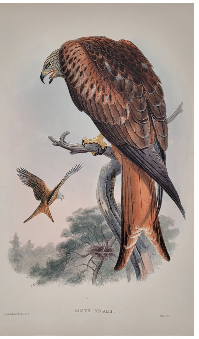 John Gould - 2