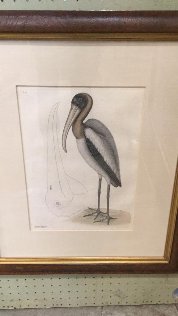Mark Catesby The Wood a Pelican: 26 x 22 inches...professional frame and matt