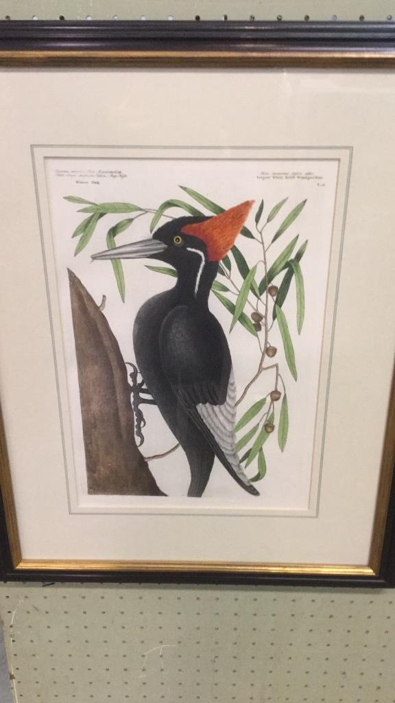 Hand Colored Engraving White Billed Wood Pecker: Attribution to Mark Catesby..professional frame and matt..note on reverse