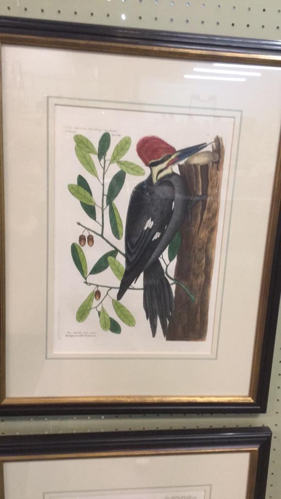 Hand Colored Engraving, Red Crefted Woodpecker (1 of 6)