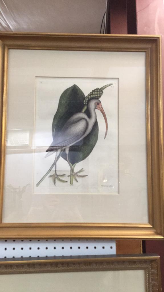 Mark Catesby Numenius Albris: 22 x 26 in gold tone frame