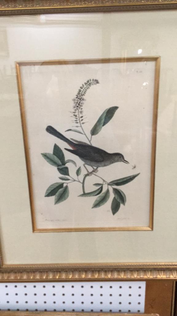 Mark Catesby Alni Felia: 21 x 26 in gilt frame,