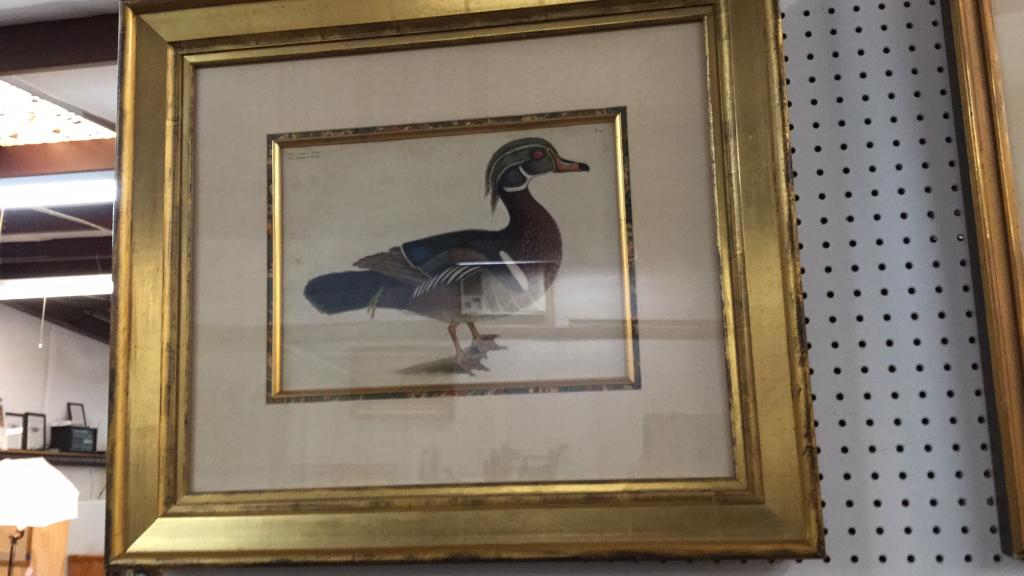Mark Catesby “ The Summer Duck”: Plate 97, 28 x 24 inches in gilt frame, nice matt