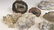 13 Small Quartz Fossils - 2