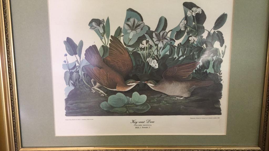 Audubon Engraving  Key West Dove (1 of 4)