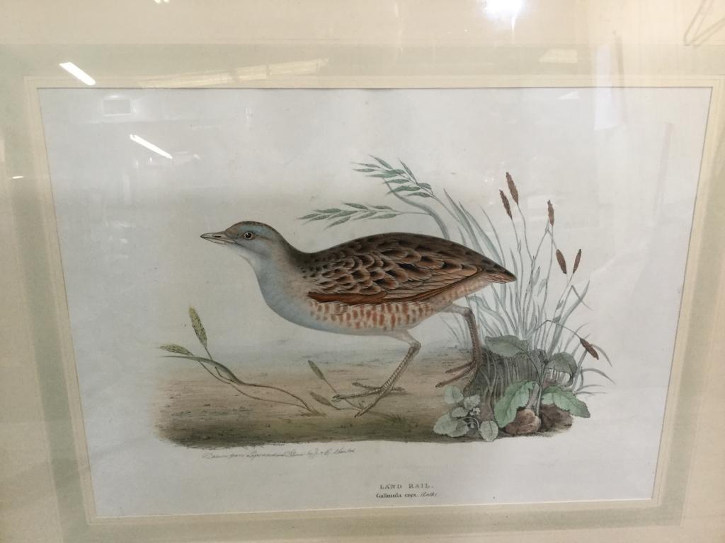 Gould Attributed  Lithograph, “ Land Rail” (1 of 3)