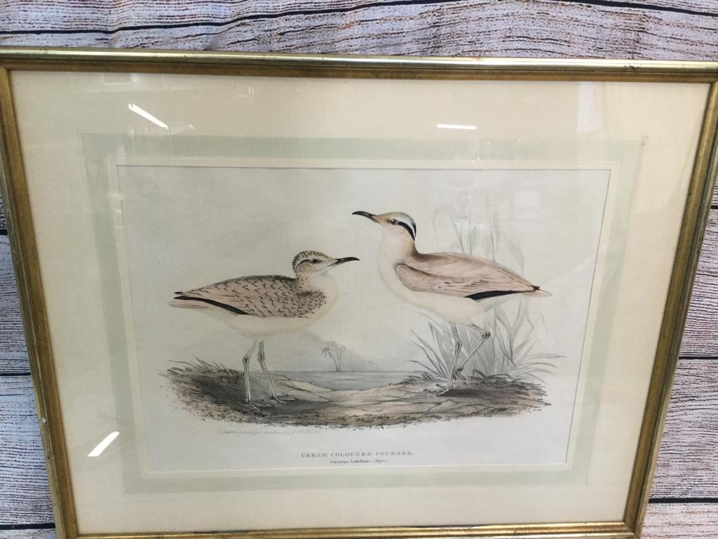 Gould Attributed Lithograph Cream Colored Courser (1 of 3)