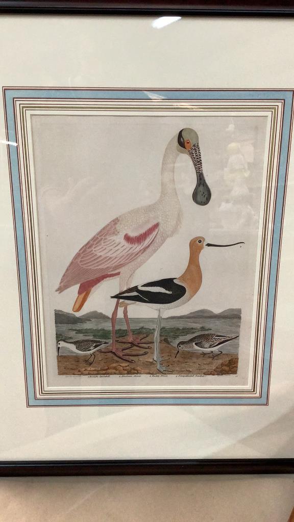 Ornithological Plate by Alexander Wilson (1 of 5)
