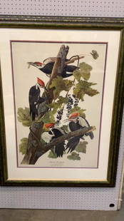 Audubon Havel Edition Plate 111: Pileated Woodpecker ....believed a later edition....25 x 37 sight...mounted in professional frame and matte...