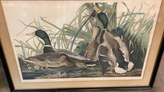 Audubon Havel Edition Plate 221, Mallard Duck: 35 x 23 sight...mounted with black wood frame and 2.5 inch matte...plate number upper right corner, also No.45 upper left corner , possibly reprinted later edition...slight discoloration to