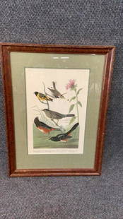 Audubon , R. Havel Birds of America, Plate: CCCXCI4 ....Chestnut Finch, Black headed Siskin, Black Crown Bunting, Arctic Ground Finch...12 x 20 sight, professional matte and framing...later reprint