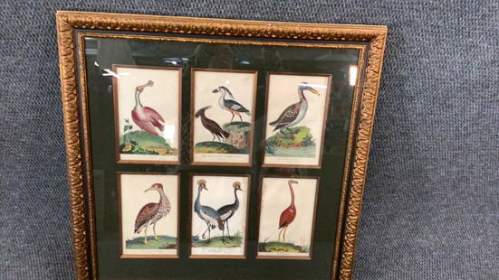 Framed Ornithological Grouping: 6 Individual Pieces framed as one...one G. Edwards at lower left ..each 5 x 8 inches ,professional frame and matte...25 x 25 ...