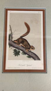Bowen Edition, Audubon Red Tailed Squirrel: Plate LV...6.5 x 9 3/4 inches....nicely matted and framed, lithograph in general good condition...no staining
