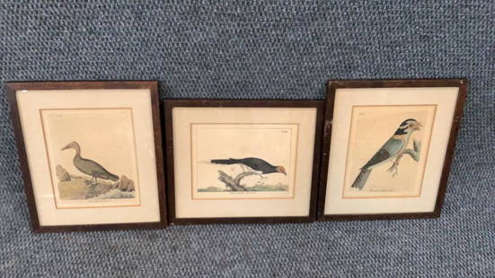 Three Ornithology Prints: 6 x 7.5 inch Pink Headed Duck Plate Plate CLXXIX......7.5 x 6.5 inch red headed Malkoha, plate LV....6 x 8.5 inch Banded Goatsucker, Plate CXV...
