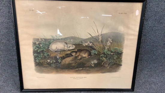 Bowen -Audubon Plate CXIX, Hudson Bay Lemming: 27 x 21.5 inches...hand tinted lithograph mounted in plain black frame...*4 inch tear at lower right corner...slight tonal coloration...