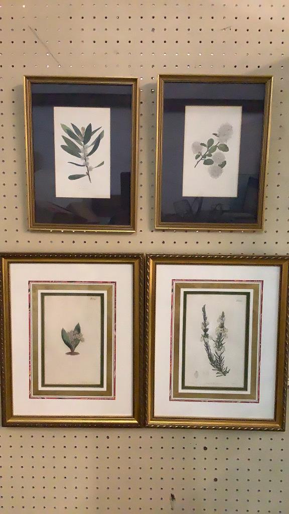 4 Framed Botanical  Studies (1 of 6)