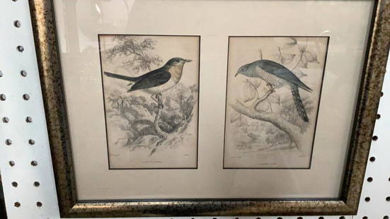 William Home Lizars Ornithology Lithograph: Hand Colored lithos, Robin Flycatcher and Lineated Cuckoo, each 6 x 8 inches mounted in a single frame