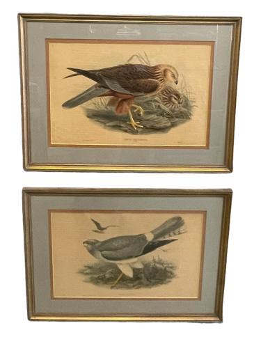 2 Gould and Richter Ornithological Prints: Line Item # 00 Mid to late 19th century..Circus Aeruginosus and Circus Cyaneus..hand colored lithographs with foxing, toning, creases/tears and pencil marks, under glass, sights 14H x 21.25W, not exam