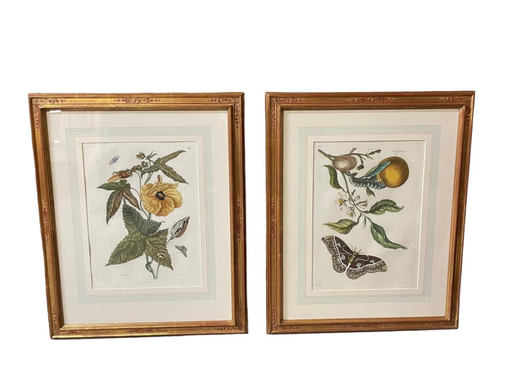 4 Hand Colored Engravings (1 of 12)