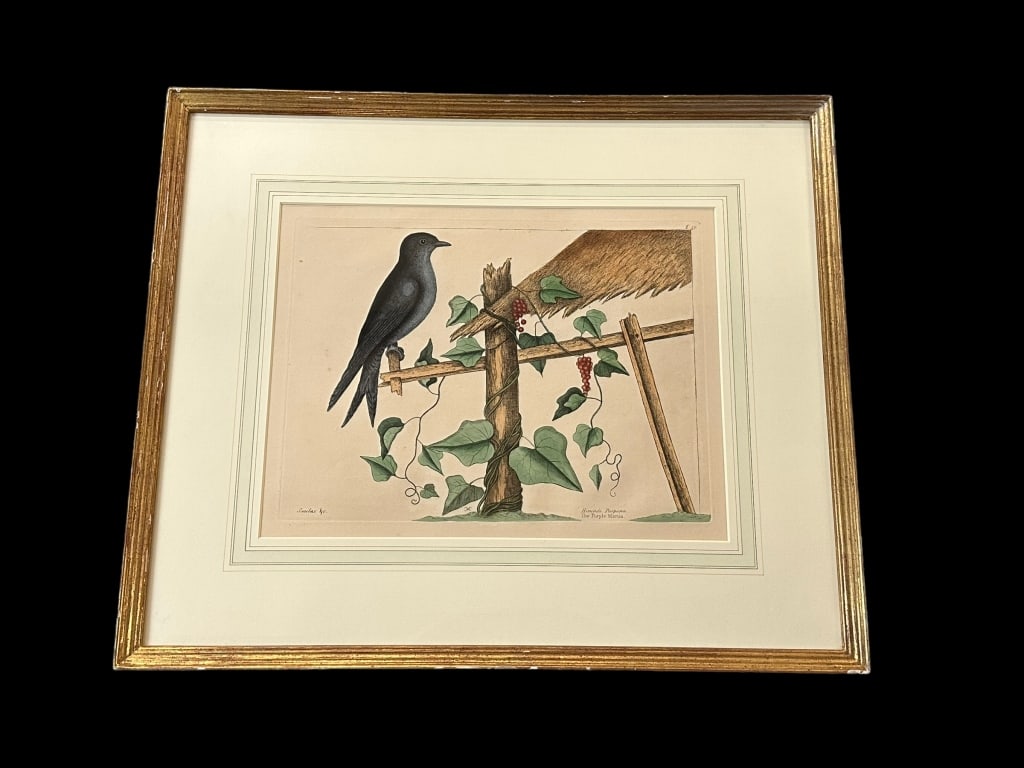 The Purple Martin, after Mark Catesby: British, 1682-1749..hand-colored engraving on paper, plate T51, artist monogram lower center, descriptive page on laid paper en verso..foxing and toning to both sheets..French mat, plexiglass, giltwoo