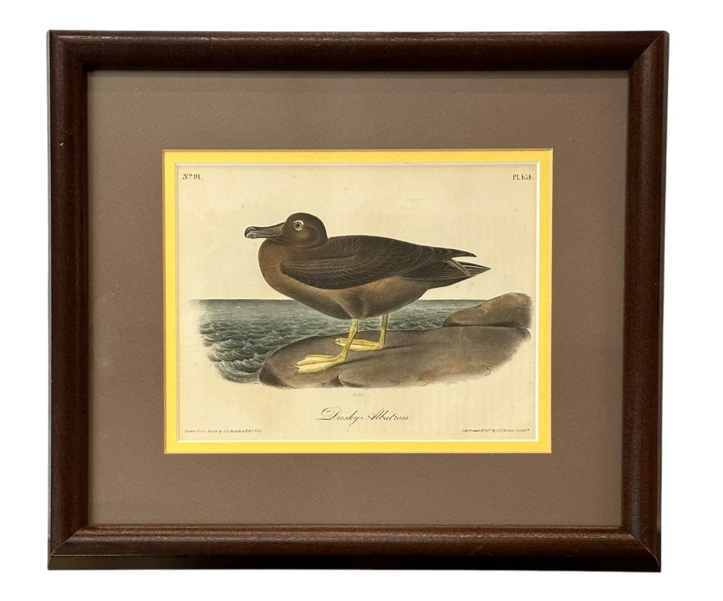 Dusky Albatross, after. J. Audubon (1 of 6)