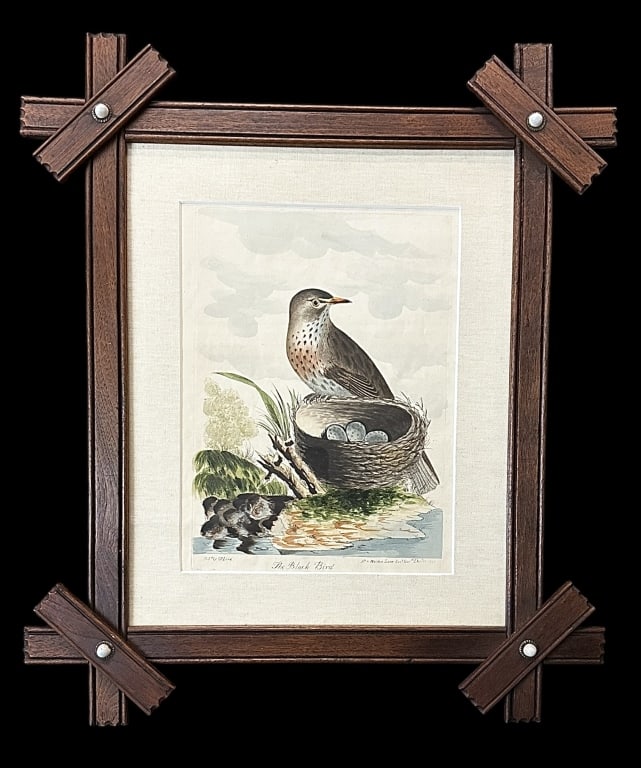 The Female Black Bird, Thomas Lord (1 of 7)